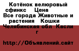 Котёнок велюровый сфинкс. › Цена ­ 15 000 - Все города Животные и растения » Кошки   . Челябинская обл.,Касли г.